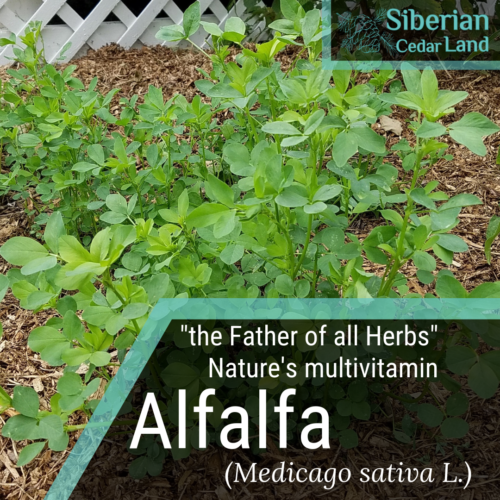 alfalfa herbal multivitamin